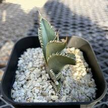 12 Agave oteroi seeding アガベ　オテロイ　実生_画像5