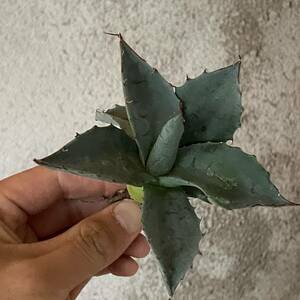 22 Agave Parasana アガベ　パラサナ