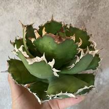 3 Agave titanota Queen アガベ　チタノタ　クイーン_画像1