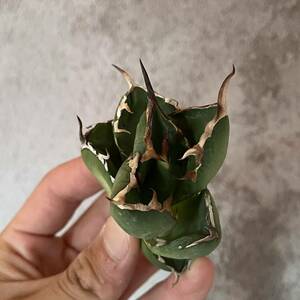 24 Agave titanota Persian dwarf アガベ　チタノタ　ペルシアンドワーフ