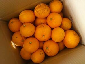  Wakayama . summer ( with translation ) 10 kilo mandarin orange 