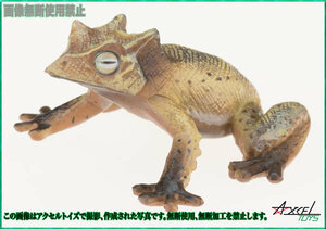 即決)原色両生類カエル図鑑 エクアドルツノアマガエル