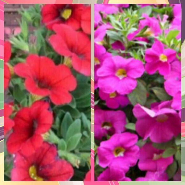 カリブラコア　苗　赤ピンクの2種2苗　ポットごと発送（各約2.5号ポット）（色変更可。紫、オレンジ）
