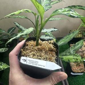 Aglaonema pictum Tekkadan Multi from Tigalingga 【AZ0818-5g】鉄華団の画像3