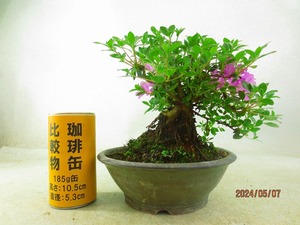 [讃岐屋緑兵衛]深山霧島 5/7開花～花終想定(5237)全高：23㎝※同梱包は「まとめて取引」手続厳守※送料明記＊説明必読　