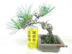 [.. shop green ..] Japanese black pin (5457 purple mud regular person pot ) total height :23.* same packing is [ together transactions ] procedure strict observance * postage clear writing * explanation obligatory reading 