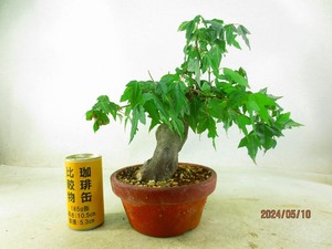 [.. shop green ..] maple (5437 plant pot ) total height :33.* same packing is [ together transactions ] procedure strict observance * postage clear writing * explanation obligatory reading 