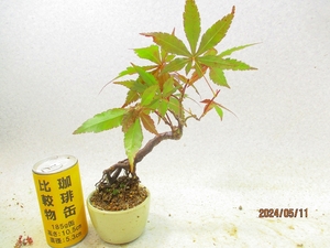 [.. shop green ..]momiji goods kind unknown (5542 white . circle pot ) total height :24.* same packing is [ together transactions ] procedure strict observance * postage clear writing * explanation obligatory reading 