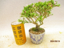 [讃岐屋緑兵衛] 姫香丁木 5/14開花～花変化想定 (5853模様入白釉丸鉢)全高：19㎝※同梱包は「まとめて取引」手続厳守※送料明記＊説明必読_画像1