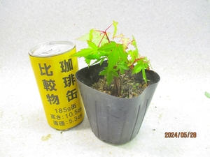 [讃岐屋緑兵衛] 豆盆栽素材 イロハモミジ 抜き苗発送 (52093)画像全高：13㎝＊定形外郵便発送：送料無料※鉢無/用土(根鉢)無