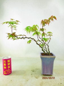 [.. shop green ..]momiji..(42881 regular person pot * missing have ) total height :36.* same packing is [ together transactions ] procedure strict observance * postage clear writing * explanation obligatory reading 