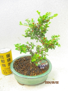 [讃岐屋緑兵衛] ベニシタン 5/2蕾～花変化想定 (560均釉楕円鉢)全高：25㎝※同梱包は「まとめて取引」手続厳守※送料明記＊説明必読