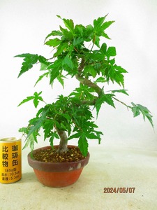 [.. shop green ..]momiji(5212 plant pot ) total height :39.* same packing is [ together transactions ] procedure strict observance * postage clear writing * explanation obligatory reading 