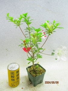 [讃岐屋緑兵衛] 皐月 白い花かざり 5/8開花～＊花終り (5107)全高：32㎝※同梱包は「まとめて取引」手続厳守※送料明記＊説明必読