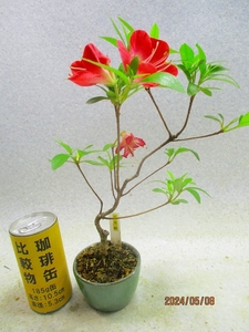 [讃岐屋緑兵衛] 皐月 紅秀峰 5/8開花～花終り想定 (5347)全高：28㎝※同梱包は「まとめて取引」手続厳守※送料明記＊説明必読