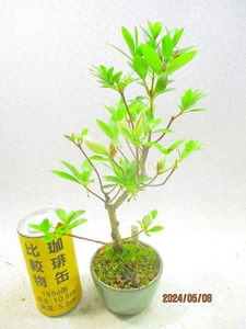 [讃岐屋緑兵衛] 皐月 白い花かざり 5/8蕾～花変化想定 (5348)全高：30㎝※同梱包は「まとめて取引」手続厳守※送料明記＊説明必読