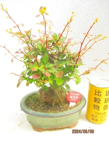 [讃岐屋緑兵衛] 紅目木 5/9蕾～花変化想定 (5365瑠璃釉楕円鉢)全高：25㎝※同梱包は「まとめて取引」手続厳守※送料明記＊説明必読