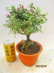 [讃岐屋緑兵衛] 紅鳥花 5/9開花～花変化想定 (5401茶丸プラ鉢)全高：29㎝※同梱包は「まとめて取引」手続厳守※送料明記＊説明必読