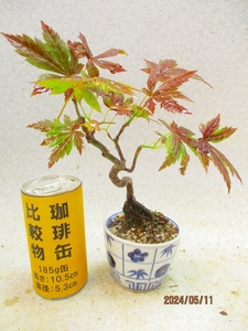 [.. shop green ..]momiji goods kind unknown (5612 pattern go in white . circle pot ) total height :21.* same packing is [ together transactions ] procedure strict observance * postage clear writing * explanation obligatory reading 