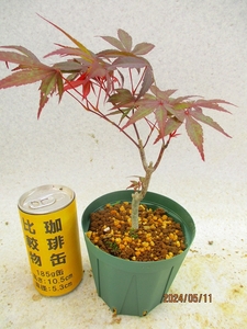 [.. shop green ..] The Seven-Five-Three Festival momiji(5616 slit pot ) total height :25.* same packing is [ together transactions ] procedure strict observance * postage clear writing * explanation obligatory reading 