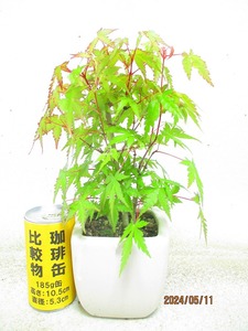[.. shop green ..]momiji..(5683 white . regular person pot ) total height :30.* same packing is [ together transactions ] procedure strict observance * postage clear writing * explanation obligatory reading 