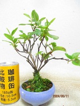 [讃岐屋緑兵衛] 皐月 品種不明 花無(5695均釉丸鉢)全高：25㎝※同梱包は「まとめて取引」手続厳守※送料明記＊説明必読　_画像1