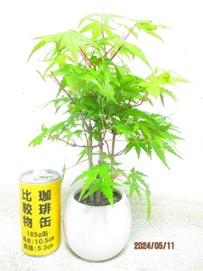 [.. shop green ..]momiji..(5704 white . circle pot ) total height :31.* same packing is [ together transactions ] procedure strict observance * postage clear writing * explanation obligatory reading 