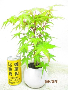 [.. shop green ..]momiji..(5706 white . circle pot ) total height :30.* same packing is [ together transactions ] procedure strict observance * postage clear writing * explanation obligatory reading 