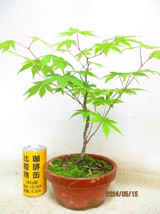 [.. shop green ..]momiji goods kind unknown (5914 plant pot ) total height :35.* same packing is [ together transactions ] procedure strict observance * postage clear writing * explanation obligatory reading 