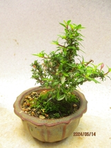 [讃岐屋緑兵衛]姫香丁木 5/14開花～花変化想定 (5854丸鉢)全高：15㎝【小型送料】※同梱包は「まとめて取引」手続厳守※送料明記＊説明必読_画像6