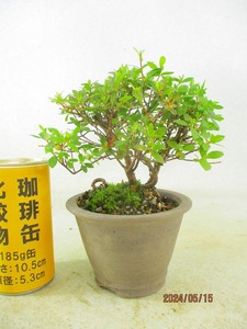 [讃岐屋緑兵衛]皐月 品種不明 花芽なし(5938紫泥丸鉢)全高：20㎝※同梱包は「まとめて取引」手続厳守※送料明記＊説明必読