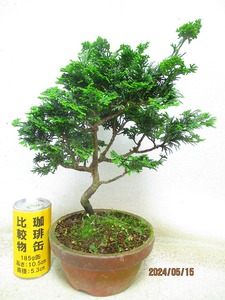 [.. shop green ..] Tsu mountain hinoki (51074 plant pot ) total height :35.* same packing is [ together transactions ] procedure strict observance * postage clear writing * explanation obligatory reading 