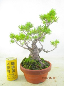 [.. shop green ..]. leaf pine (51054 plant pot ) total height :34.* same packing is [ together transactions ] procedure strict observance * postage clear writing * explanation obligatory reading 