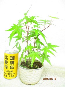 [.. shop green ..]momiji..(51293 white . circle pot ) total height :27.* same packing is [ together transactions ] procedure strict observance * postage clear writing * explanation obligatory reading 