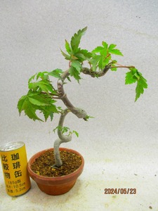 [.. shop green ..]momiji(51872 plant pot ) total height :30.* same packing is [ together transactions ] procedure strict observance * postage clear writing * explanation obligatory reading 