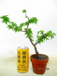 [.. shop green ..]momiji goods kind unknown (52065 plant pot ) total height :28.* same packing is [ together transactions ] procedure strict observance * postage clear writing * explanation obligatory reading 