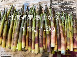 北海道産 天然物 根曲がり竹 1kg