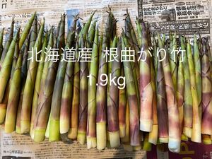 北海道産 天然物 根曲がり竹 1.9kg