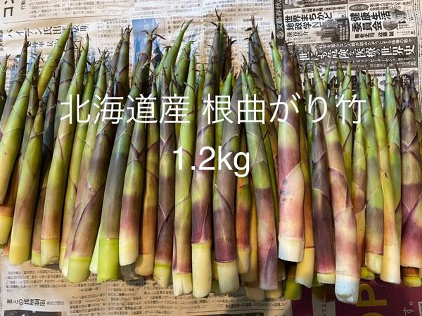 北海道産 天然物 根曲がり竹 1.2kg