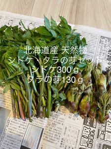 北海道産 天然物 シドケ タラの芽 セット