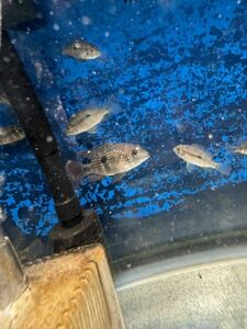 【熱帯魚】 グリーンテラー 9-12cm 1匹 （東南アジアブリード）