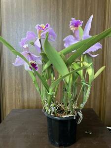 洋蘭 C. mossiae tipo "Ｇoldor" wild