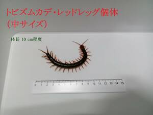 [mkate organism sale (*[ commodity explanation ] obligatory reading!)] flying zmkate* red leg individual middle size 1 pcs ( length 10 cm degree )[ Miyagi prefecture production ]