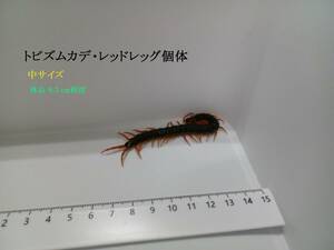 [mkate organism sale (*[ commodity explanation ] obligatory reading!)] flying zmkate* red leg individual middle size 1 pcs ( length 9.3 cm degree )[ Miyagi prefecture production ]