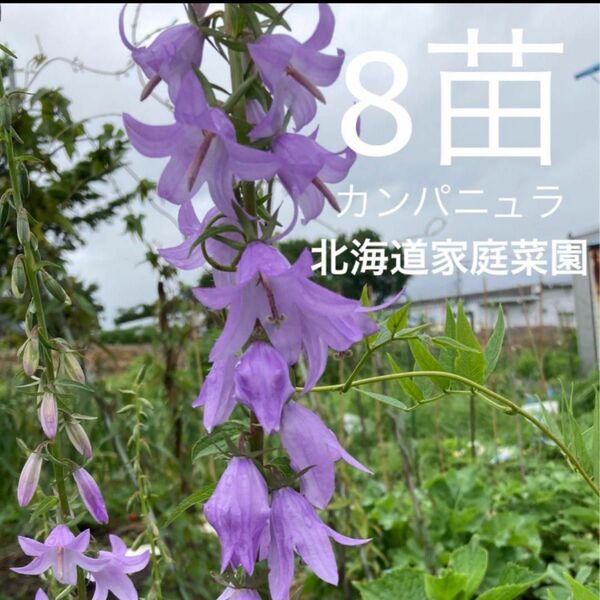 カンパニュラ　8苗　北海道家庭菜園