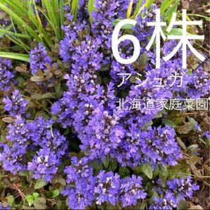 アジュガ　6株　北海道家庭菜園