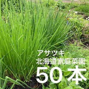 アサツキ苗　50球　北海道家庭菜園