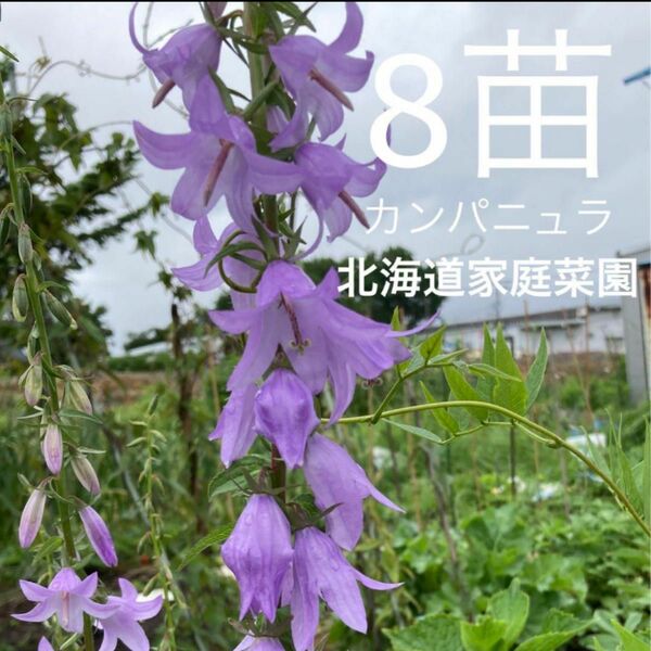 カンパニュラ　8苗　北海道家庭菜園