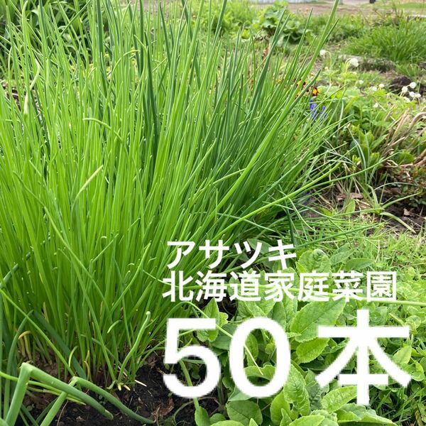 アサツキ苗　50球　北海道家庭菜園