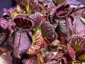 Cephalotus follicularis Carni Flora セファロタスフォリキュラリス カーニフローラ 3号深 食虫植物 